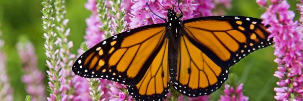 Piękny, Monarch, Motyl, Ogród, Kwiaty