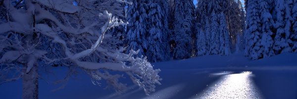 Drzewa, Przebijająca Światło, Zima