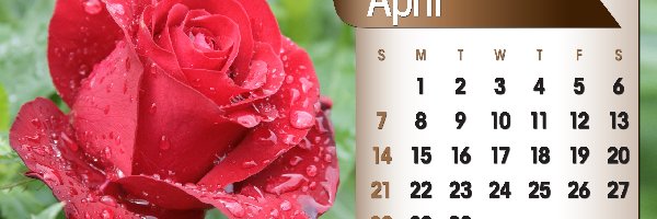 Róża, 2013r, Kwiecień, Kalendarz
