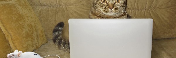 Kot, Myszka, Laptop, Śmieszne, Kanapa