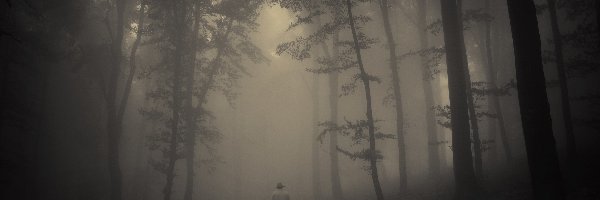 Mężczyzna, Mgła, Las