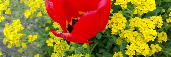 Tulipan, Kwiaty, Żółte, Czerwony