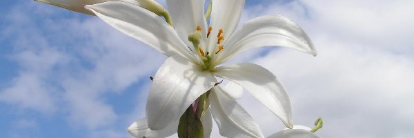 Lilie, Kwiaty, Białe
