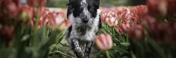 Tulipany, Border collie, Pies
