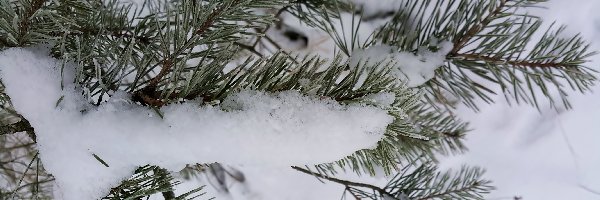 Śnieg, Sosny, Gałązki