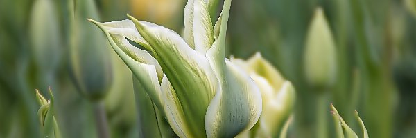Tulipany, Zielone, Biało