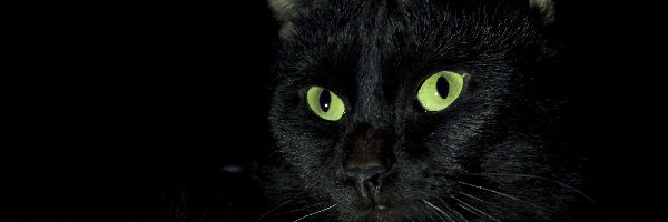 Oczy, Kot, Czarny