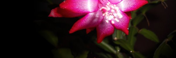 Różowy, Grudnik, Kwiat, Szlumbergera, Kaktus
