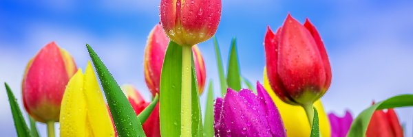 Krople, Tulipany, Kolorowe