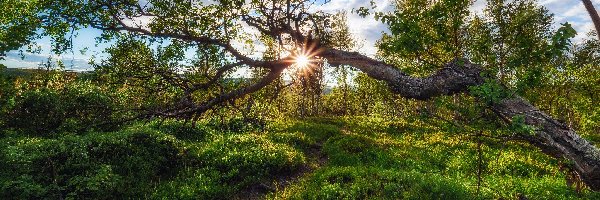 Ścieżka, Promienie słońca, Drzewa