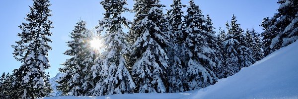 Promienie słońca, Świerki, Śnieg, Wzgórze, Drzewa, Zima
