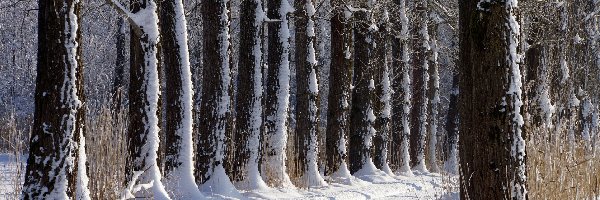 Zima, Drzewa, Droga, Koleiny, Śnieg