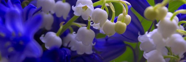 Kwiaty, Niebieskie, Konwalie