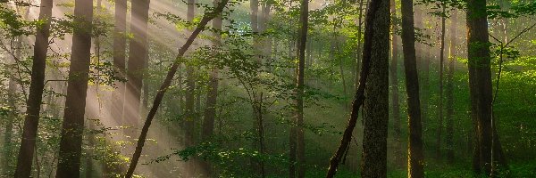 Las, Region Laurel Highlands, Park miejski Ohiopyle State Park, Przebijające Światło, Stan Pensylwania, Stany Zjednoczone