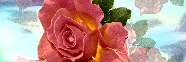 Efekt graficzny, Róża, Kwiat