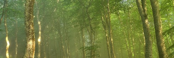 Las, Drzewa, Mgła, Zielony