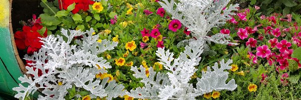 Kwiaty, Kolorowe, Ogród