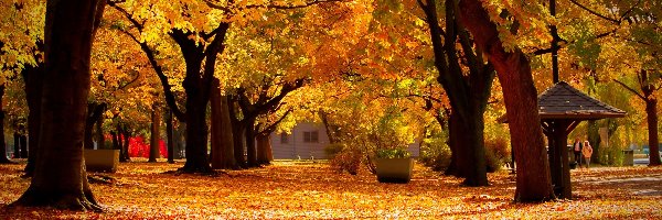 Park, Liście, Drzewa, Jesień, Alejki