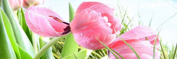 Tulipany, Różowe, Trawa