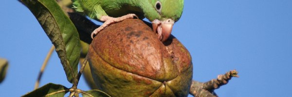 Owoc, Papuga