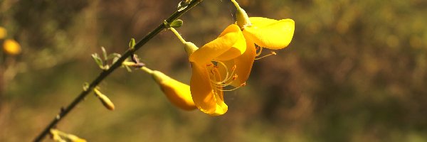 Żarnowiec miotlasty, Kwiaty, Żółte, Gałązka