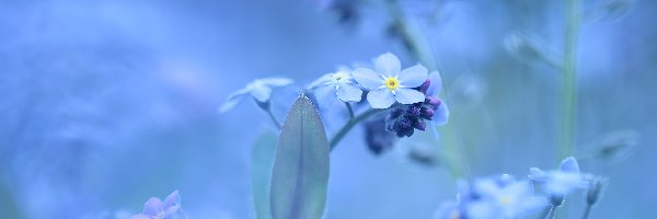 Kwiatki, Niebieskie, Niezapominajki