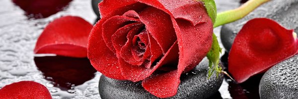 Płatki, Czerwona, Róża