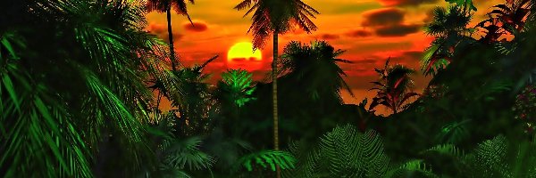 Palmy, Dżungla, Zachód Słońca