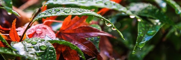 Liście, Deszczu, Krople, Jesień