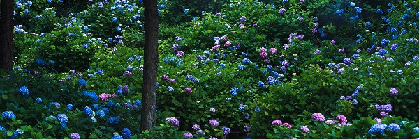 Park, Hortensja, Kwiaty