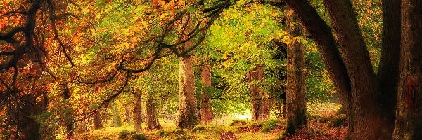 Las, Ścieżka, Drzewa, Jesień, Kamienie