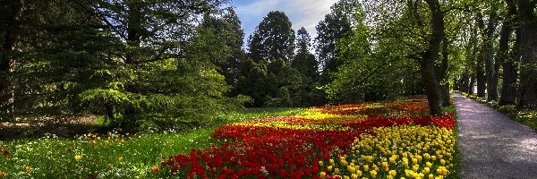 Tulipany, Drzewa, Droga, Park
