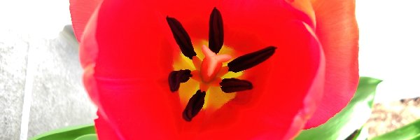 Tulipan, Czerwony