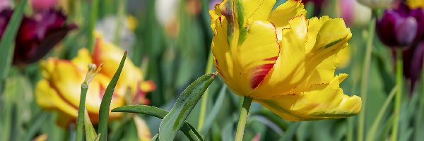 Tulipany, Tulipan, Żółty, Rozmyte tło, Łąka