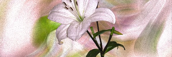 Kwiat, Lilia, Biała, Grafika 2D