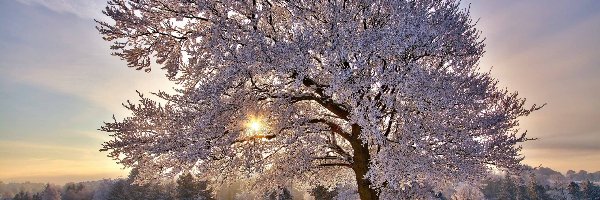 Promienie, Zima, Słońca, Drzewo