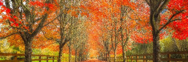Ścieżka, Ogrodzenie, Drzewa, Liście, Jesień