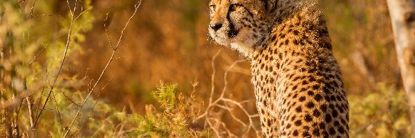 Gepard, Kot, Dziki