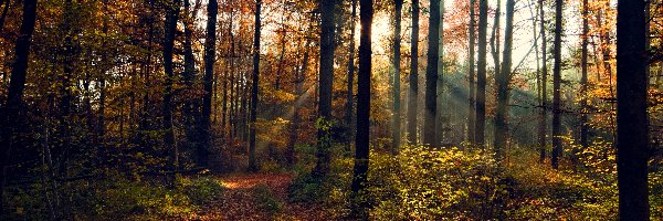 Las, Przebijające Światło, Jesień