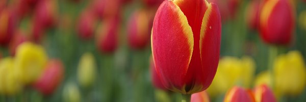 Rozmyte tło, Tulipany