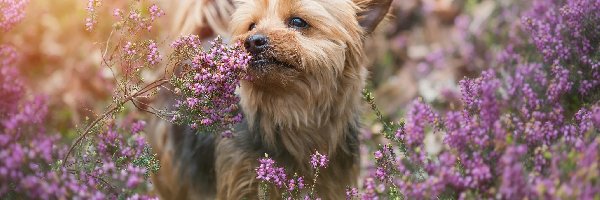Wrzosiec, Yorkshire terrier, Pies