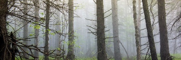 Mgła, Drzewa, Las