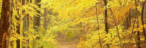 Ścieżka, Jesienna, Drzewa