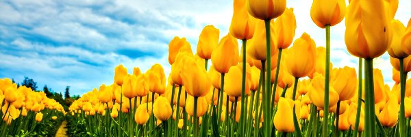 Uprawa, Tulipany, Żółte
