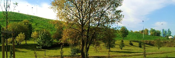 Drzewa, Sosonowiec, Trawa, Park