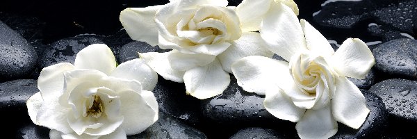 Gardenia jaśminowata, Białe, Trzy, Kamienie, Kwiaty