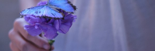 Niebieski, Niebieski, Kwiat, Dłoń, Motyl