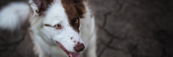 Border collie, Mordka, Biało-brązowy, Pies