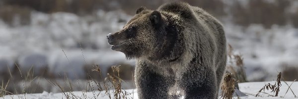 Zima, Niedźwiedź brunatny