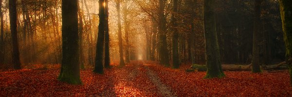 Jesień, Drzewa, Las, Liście, Przebijające światło